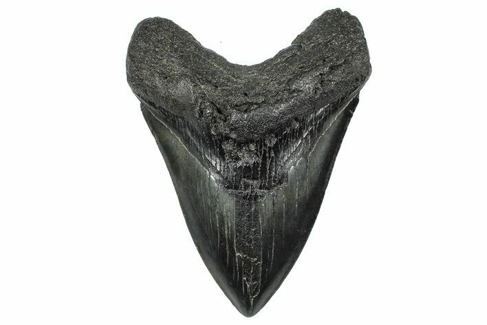 Fossil Megalodon Tooth - South Carolina #362459